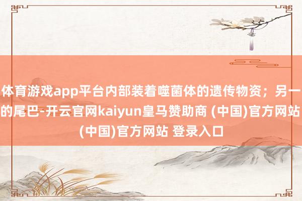 体育游戏app平台内部装着噬菌体的遗传物资;另一个是细长的尾巴-开云官网kaiyun皇马赞助商 (中国)官方网站 登录入口