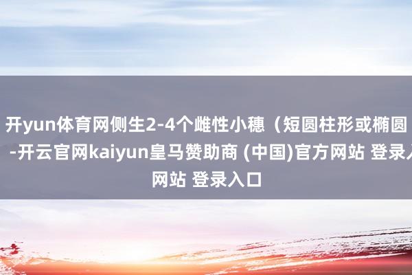 开yun体育网侧生2-4个雌性小穗（短圆柱形或椭圆形）-开云官网kaiyun皇马赞助商 (中国)官方网站 登录入口